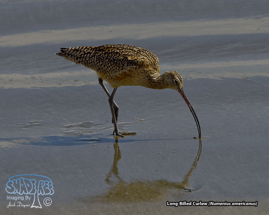 Long-Billed Curlew - Numenius americanus