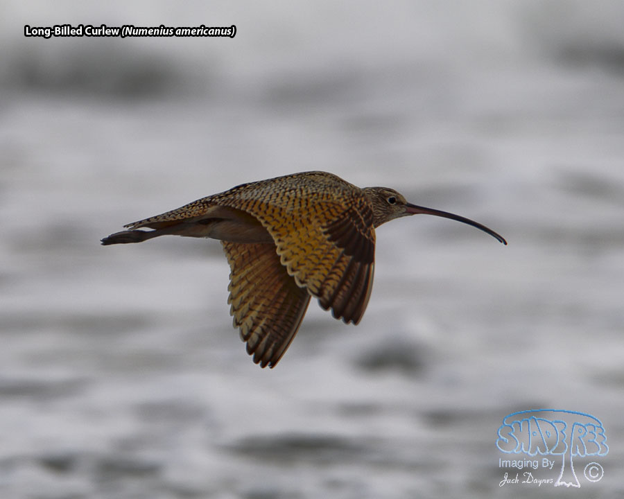 Long-Billed Curlew - Numenius americanus