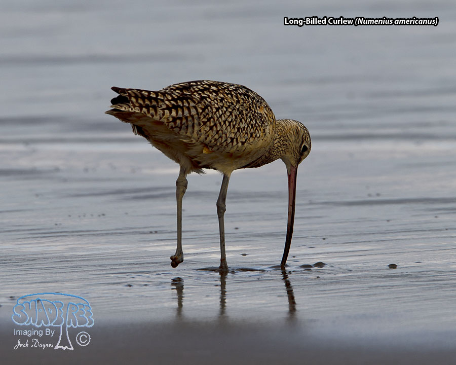 Long-Billed Curlew - Numenius americanus