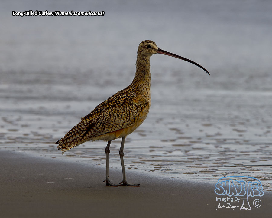Long-Billed Curlew - Numenius americanus