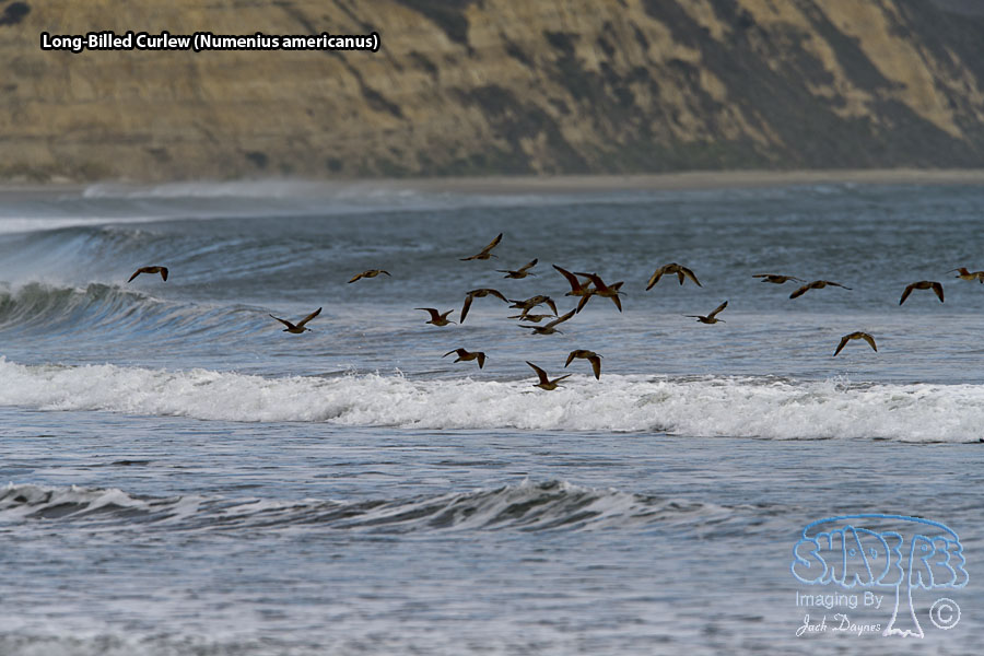 Long-Billed Curlew - Numenius americanus