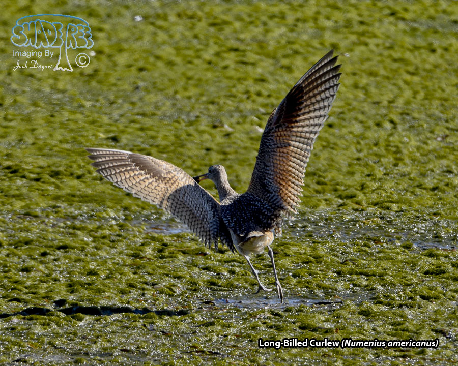 Long-Billed Curlew - Numenius americanus