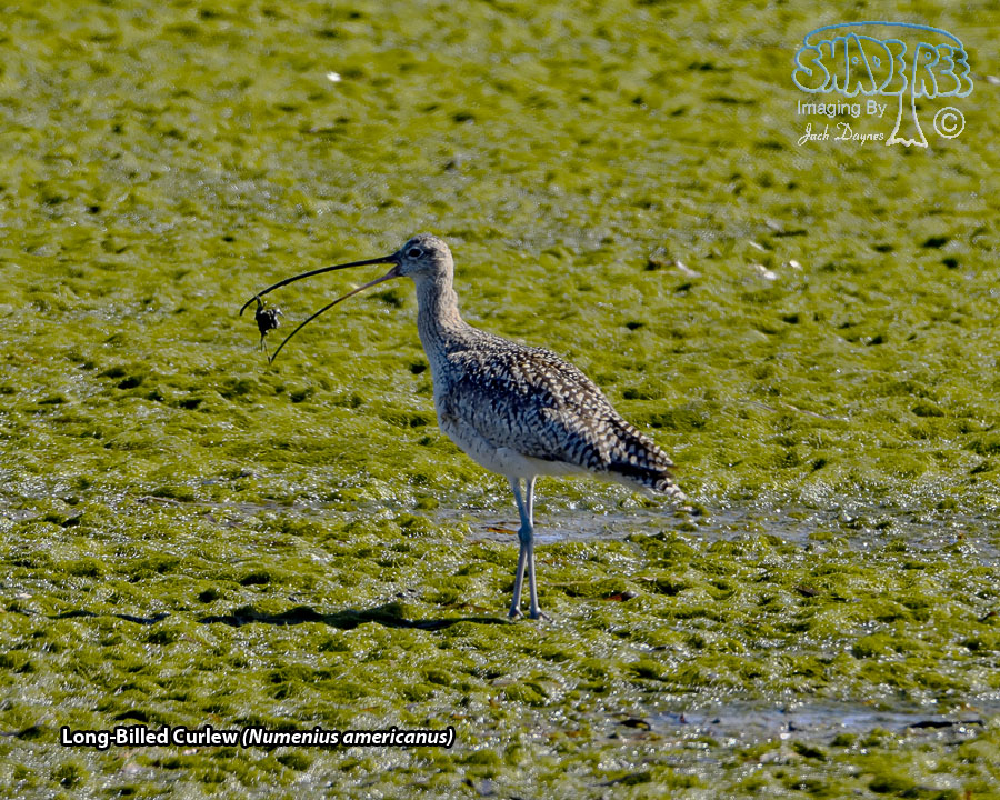 Long-Billed Curlew - Numenius americanus
