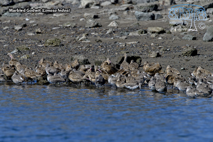 Marbled Godwit - Limosa fedoa