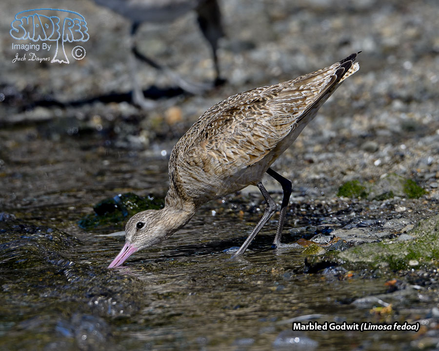 Marbled Godwit - Limosa fedoa