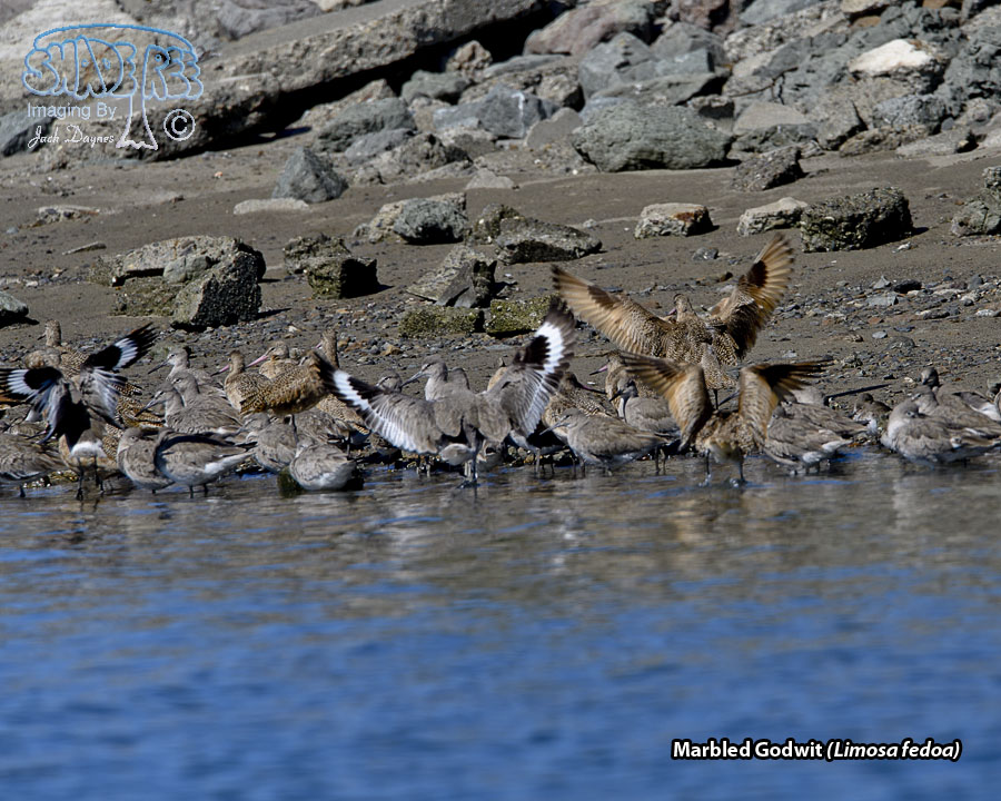 Marbled Godwit - Limosa fedoa