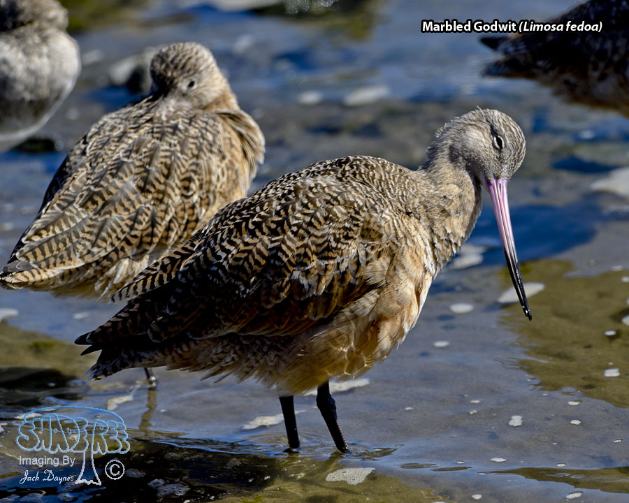 Marbled Godwit - Limosa fedoa