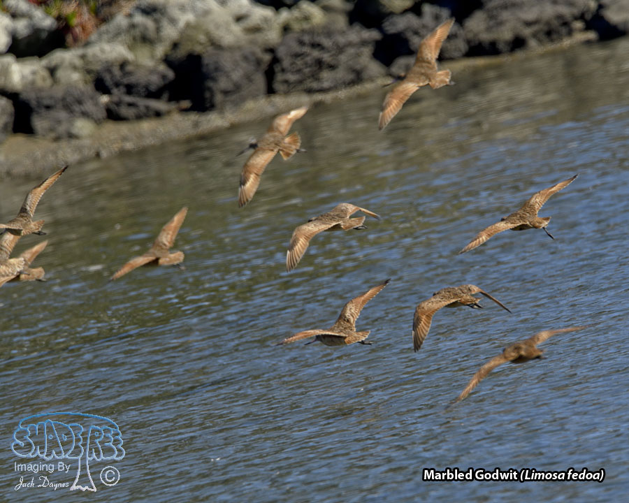 Marbled Godwit - Limosa fedoa