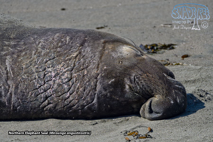 Northern Elephant Seal - Mirounga angustirostris