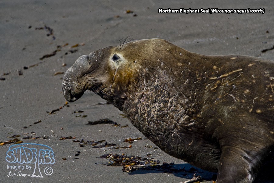 Northern Elephant Seal - Mirounga angustirostris