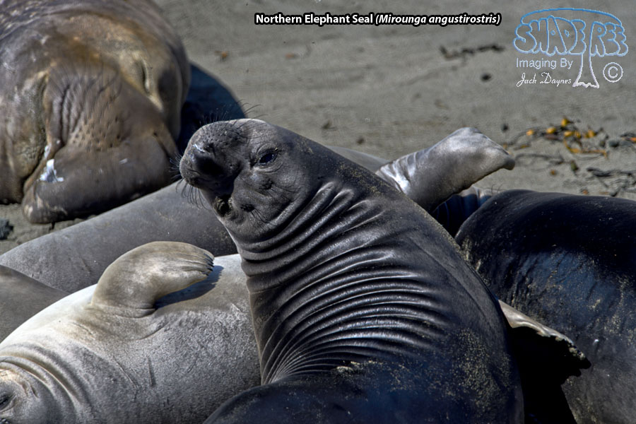 Northern Elephant Seal - Mirounga angustirostris