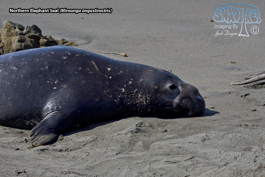 Northern Elephant Seal - Mirounga angustirostris