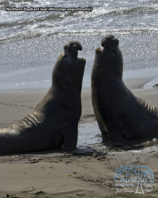 Northern Elephant Seal - Mirounga angustirostris