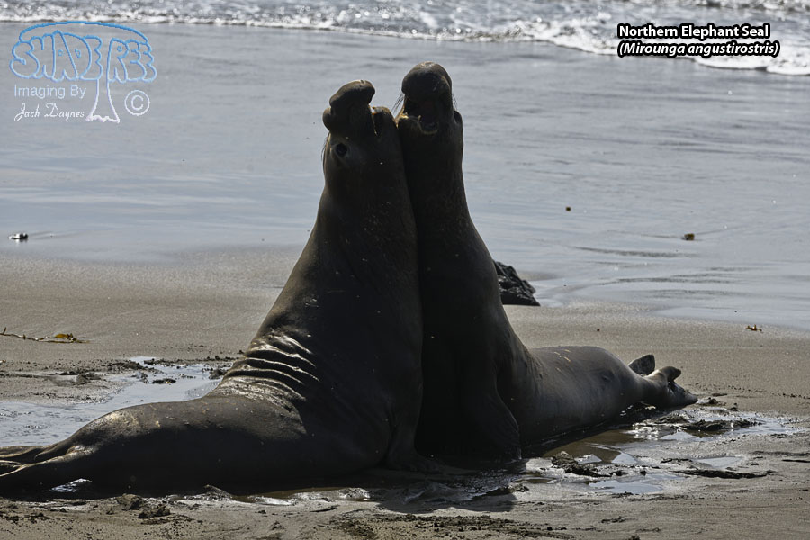 Northern Elephant Seal - Mirounga angustirostris