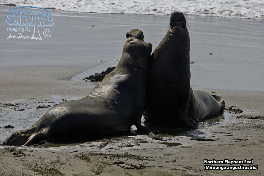 Northern Elephant Seal - Mirounga angustirostris