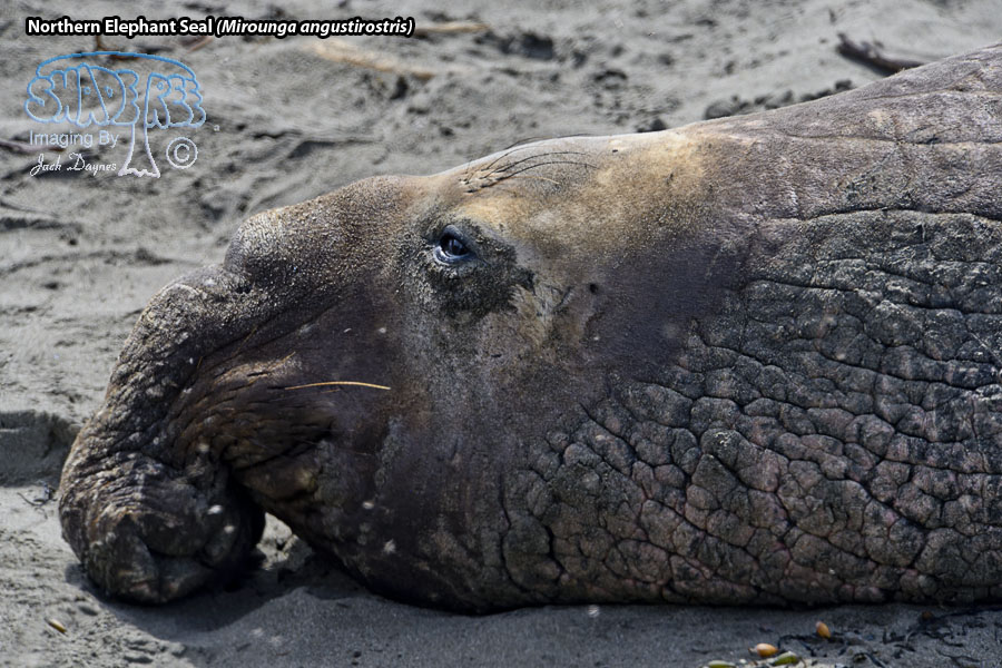 Northern Elephant Seal - Mirounga angustirostris