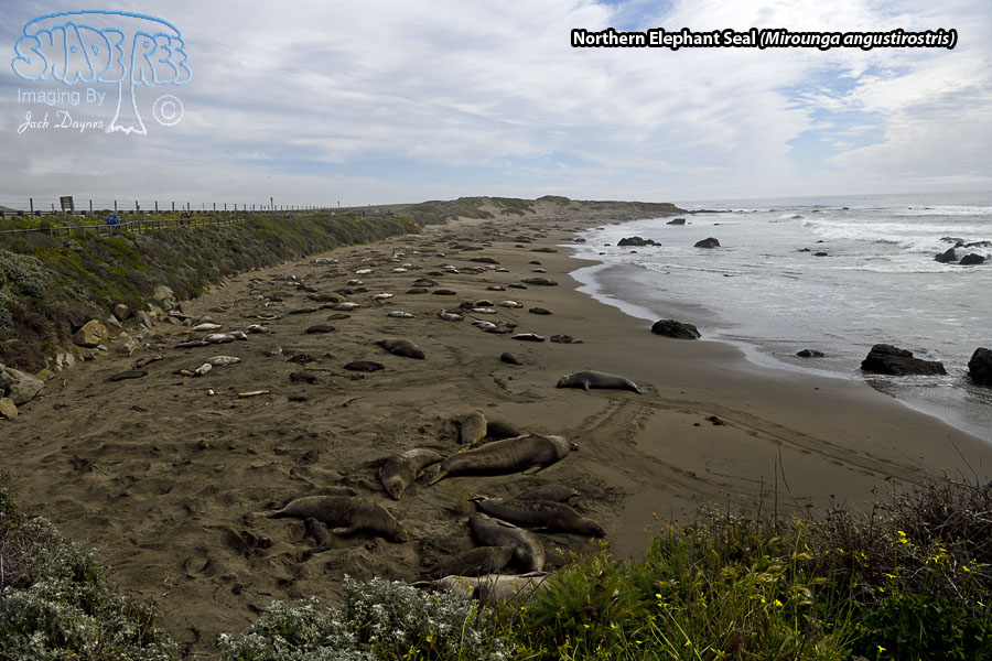 Northern Elephant Seal - Mirounga angustirostris