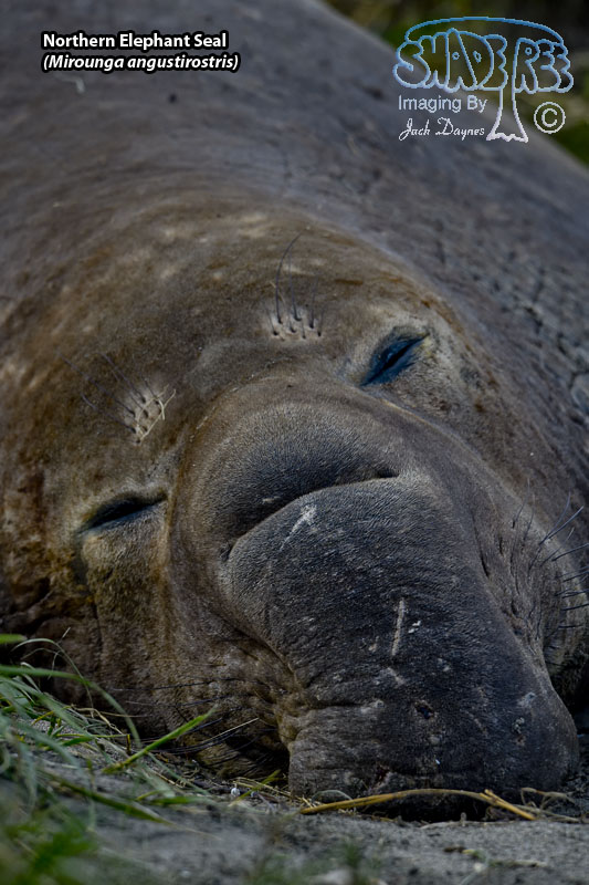 Northern Elephant Seal - Mirounga angustirostris
