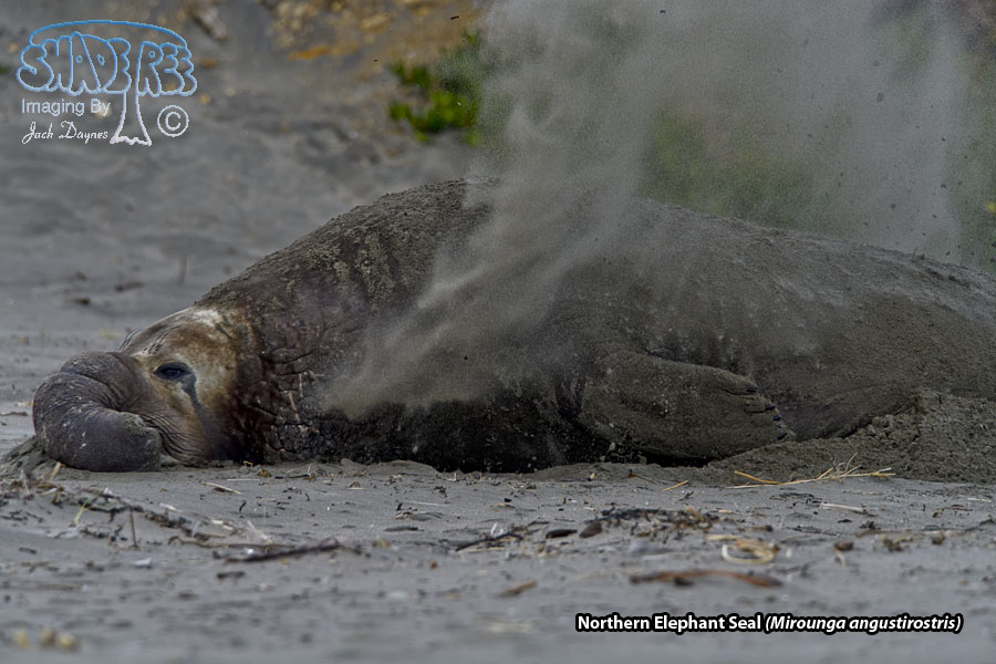 Northern Elephant Seal - Mirounga angustirostris