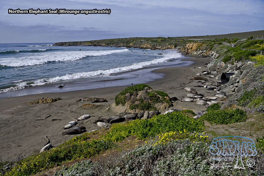 Northern Elephant Seal - Mirounga angustirostris