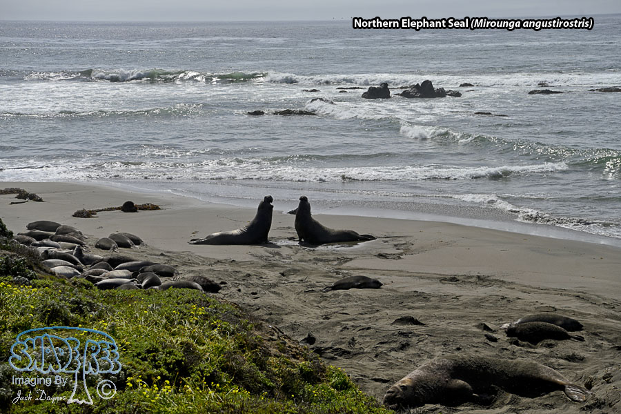 Northern Elephant Seal - Mirounga angustirostris