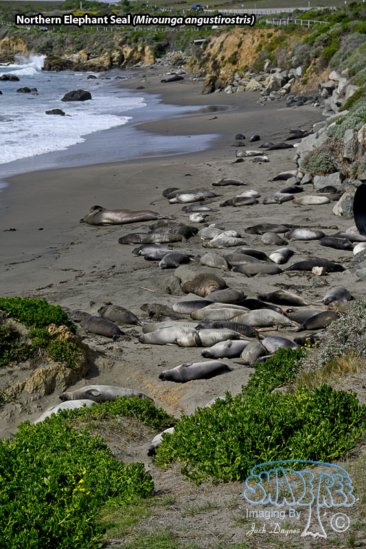 Northern Elephant Seal - Mirounga angustirostris