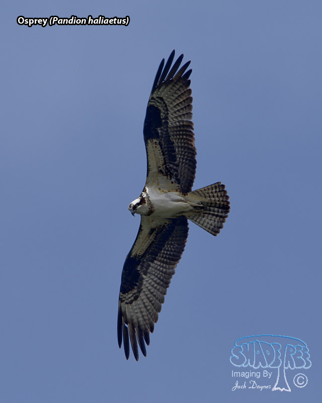 Osprey - Pandion haliaetus
