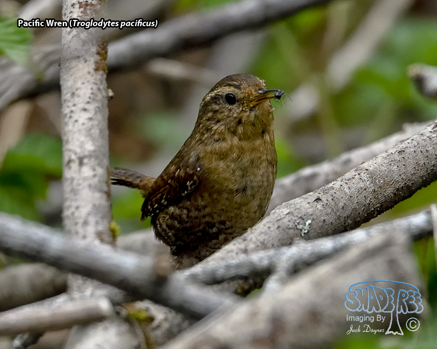Pacific Wren - Troglodytes pacificus
