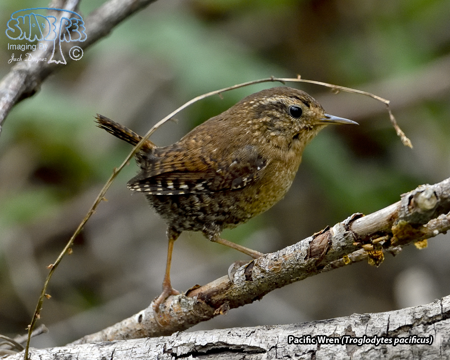 Pacific Wren - Troglodytes pacificus