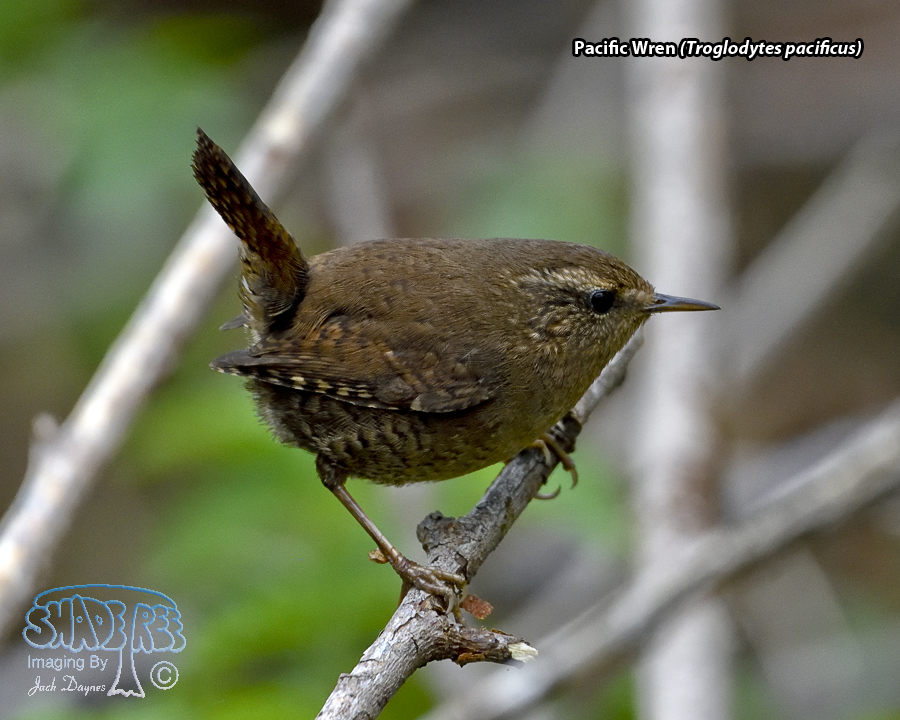 Pacific Wren - Troglodytes pacificus