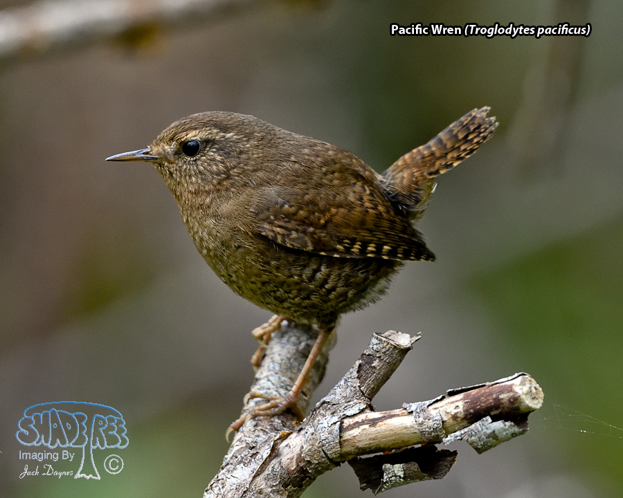 Pacific Wren - Troglodytes pacificus