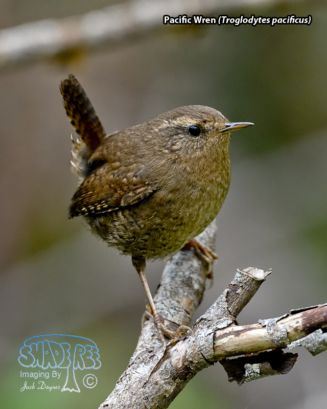Pacific Wren - Troglodytes pacificus