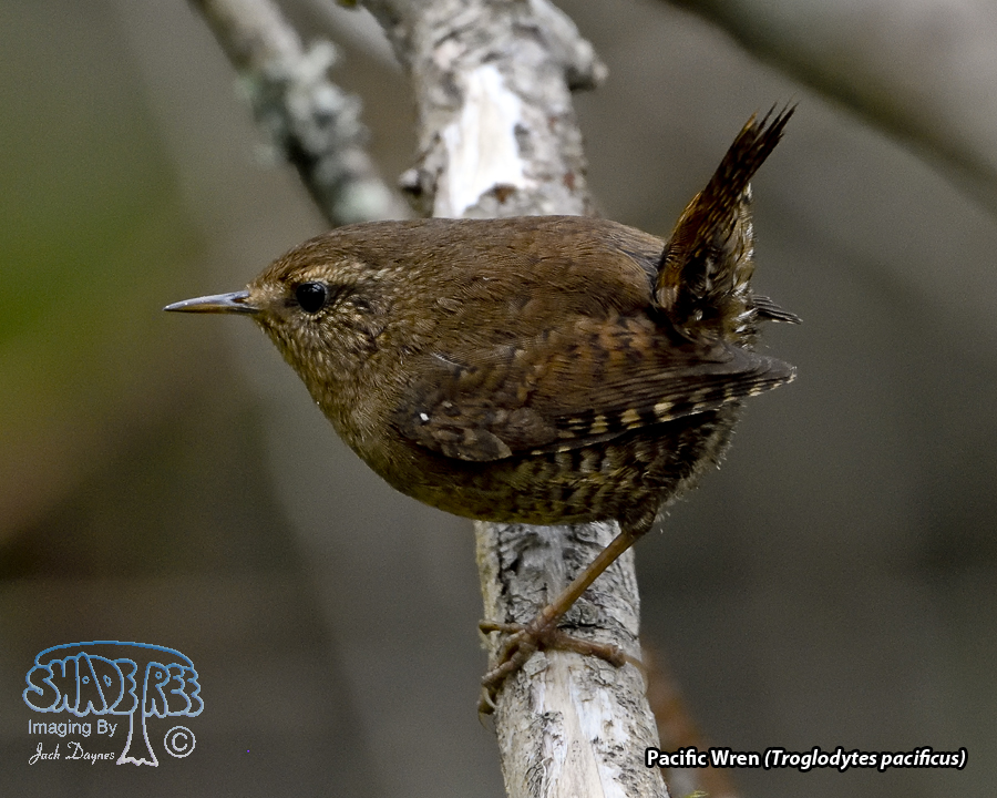 Pacific Wren - Troglodytes pacificus