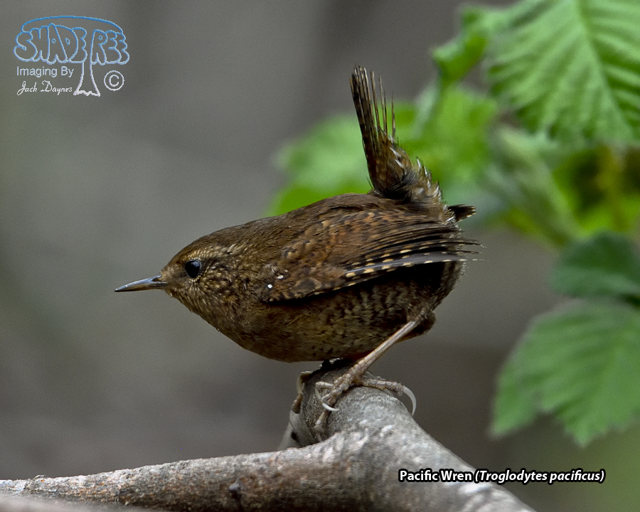 Pacific Wren - Troglodytes pacificus