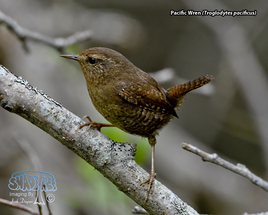 Pacific Wren - Troglodytes pacificus