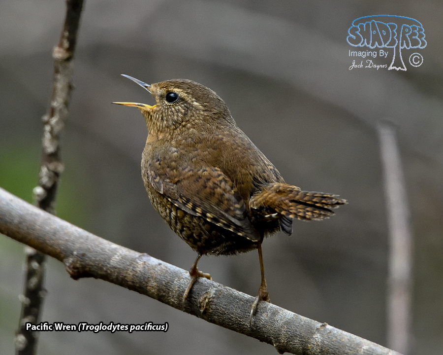Pacific Wren - Troglodytes pacificus