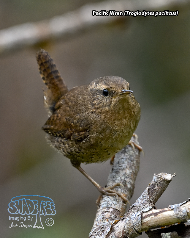 Pacific Wren - Troglodytes pacificus