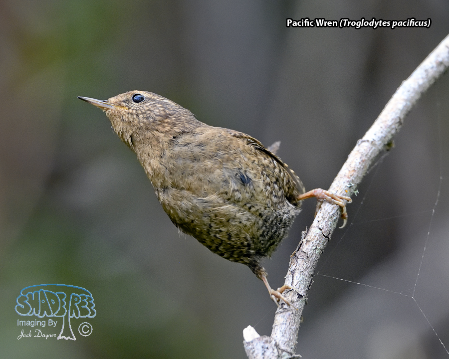 Pacific Wren - Troglodytes pacificus