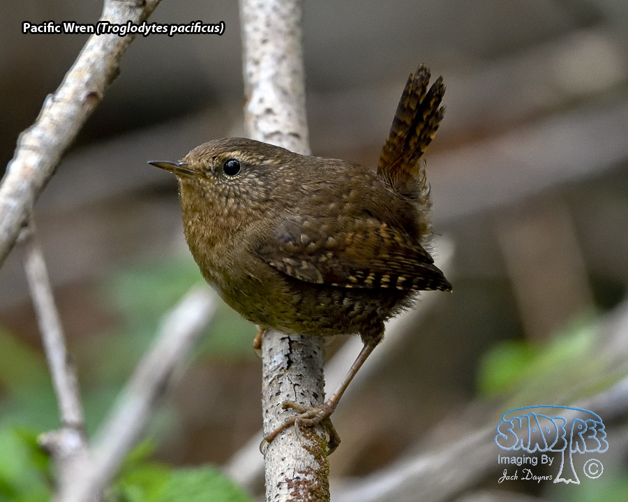 Pacific Wren - Troglodytes pacificus