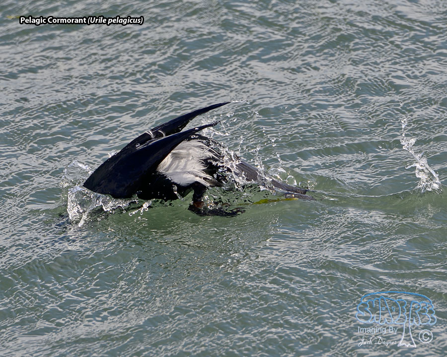 Pelagic Cormorant - Urile pelagicus