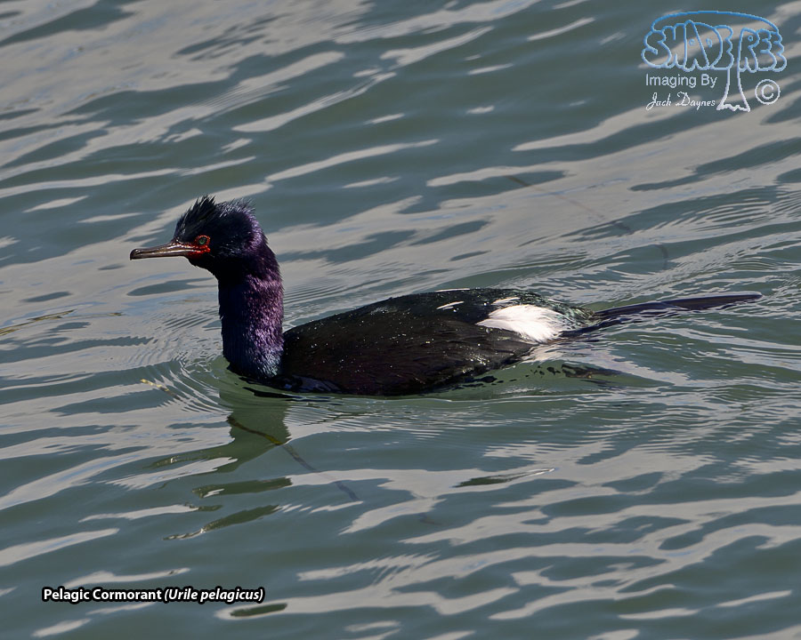 Pelagic Cormorant - Urile pelagicus