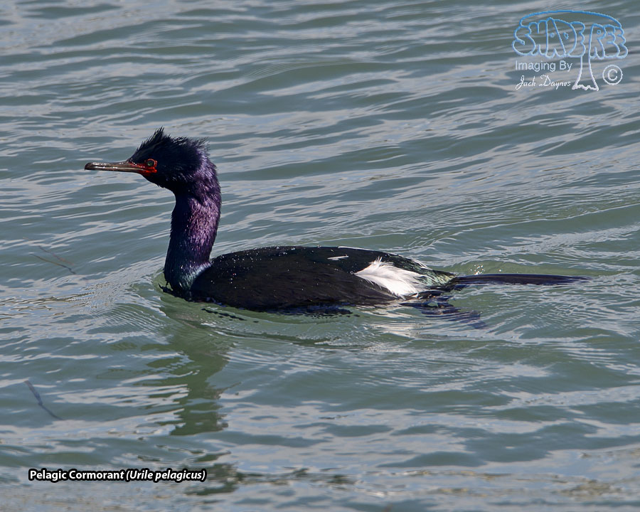 Pelagic Cormorant - Urile pelagicus
