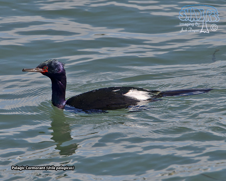 Pelagic Cormorant - Urile pelagicus