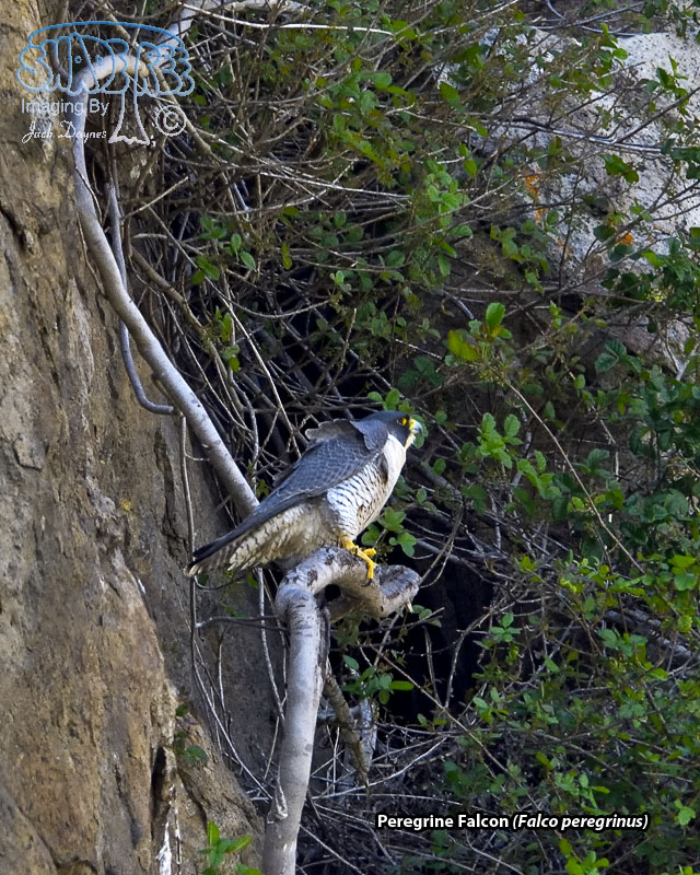 Peregrine Falcon - Falco peregrinus
