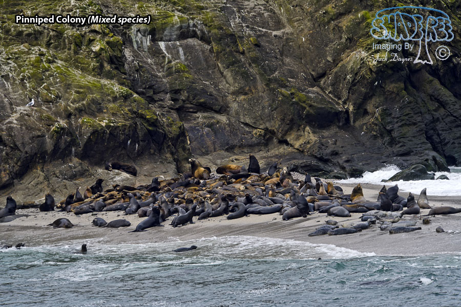 Pinniped Colony - Mixed species