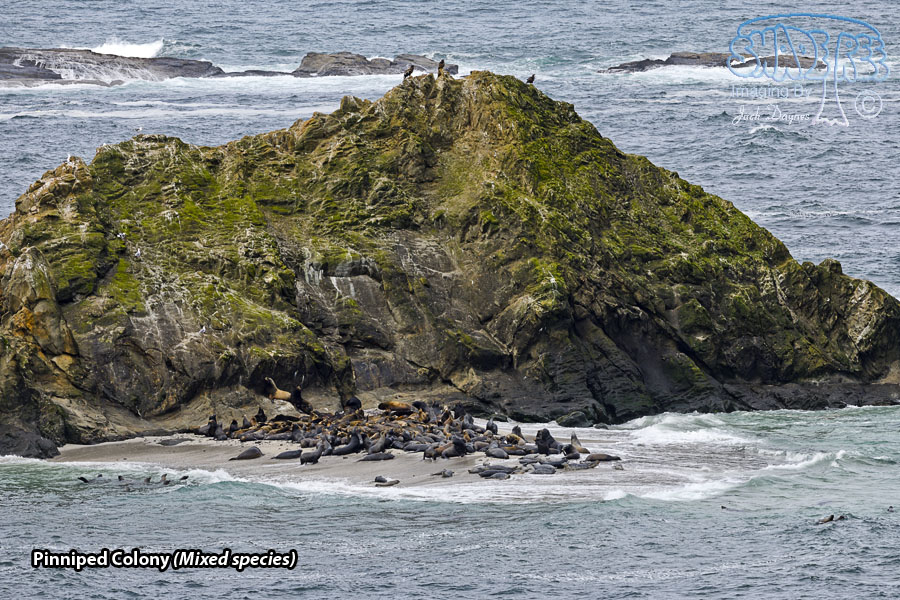 Pinniped Colony - Mixed species