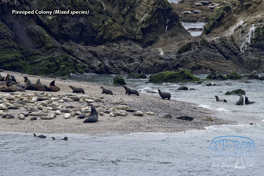Pinniped Colony - Mixed species