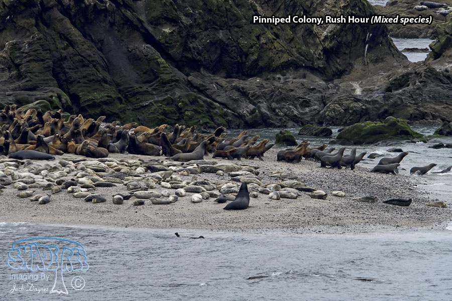 Pinniped Colony - Mixed species