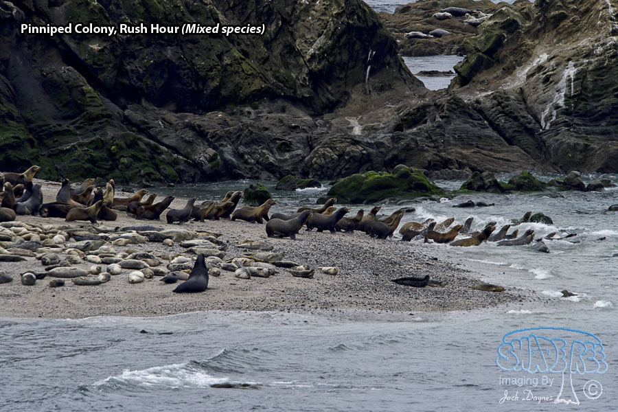 Pinniped Colony - Mixed species