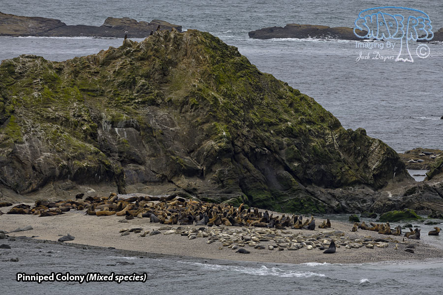 Pinniped Colony - Mixed species